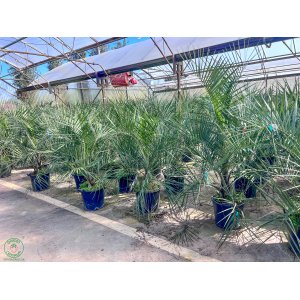 Datľovník kanársky (Phoenix canariensis) - výška 100-125 cm, kont. C15L (-6°C) 